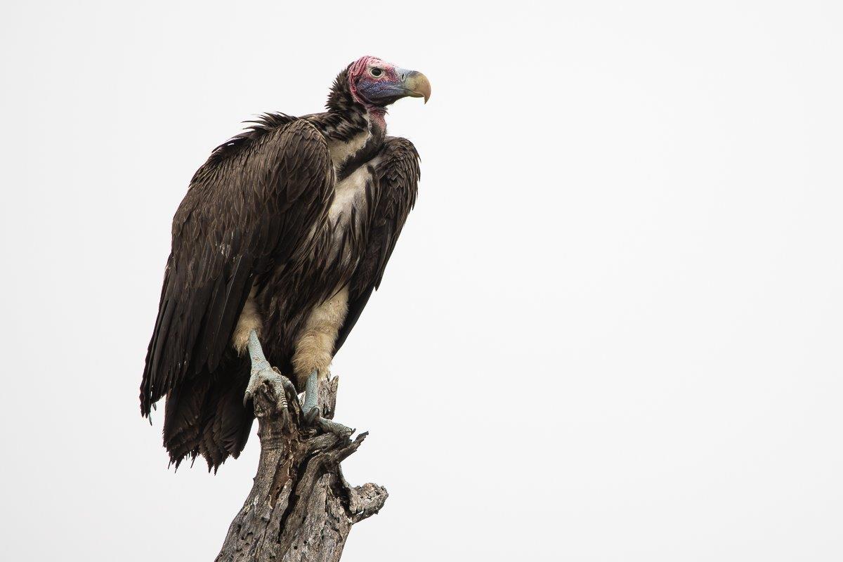 A rare sighting of a Lappet-faced Vulture on a tree. A rare sighting of a Lappet-faced Vulture on a tree.