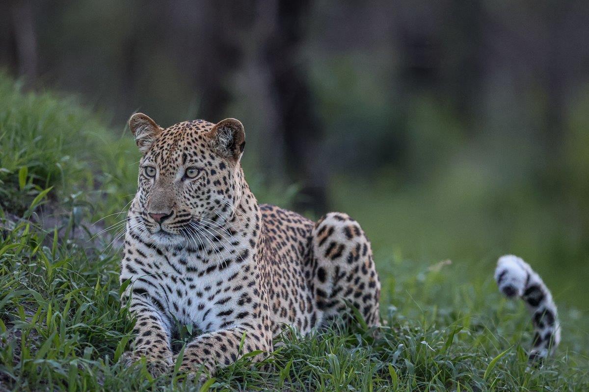A male leopard. A male leopard.