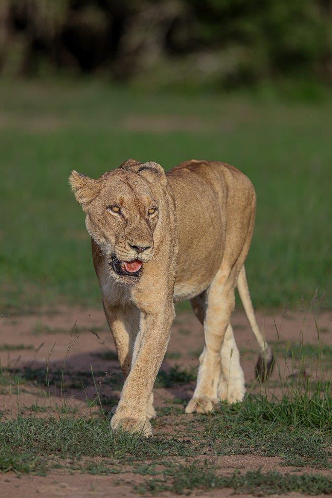 A sub-adult lion from the Southern pride walks along the road near Sabi Sabi. A sub-adult lion from the Southern pride walks along the road near Sabi Sabi.