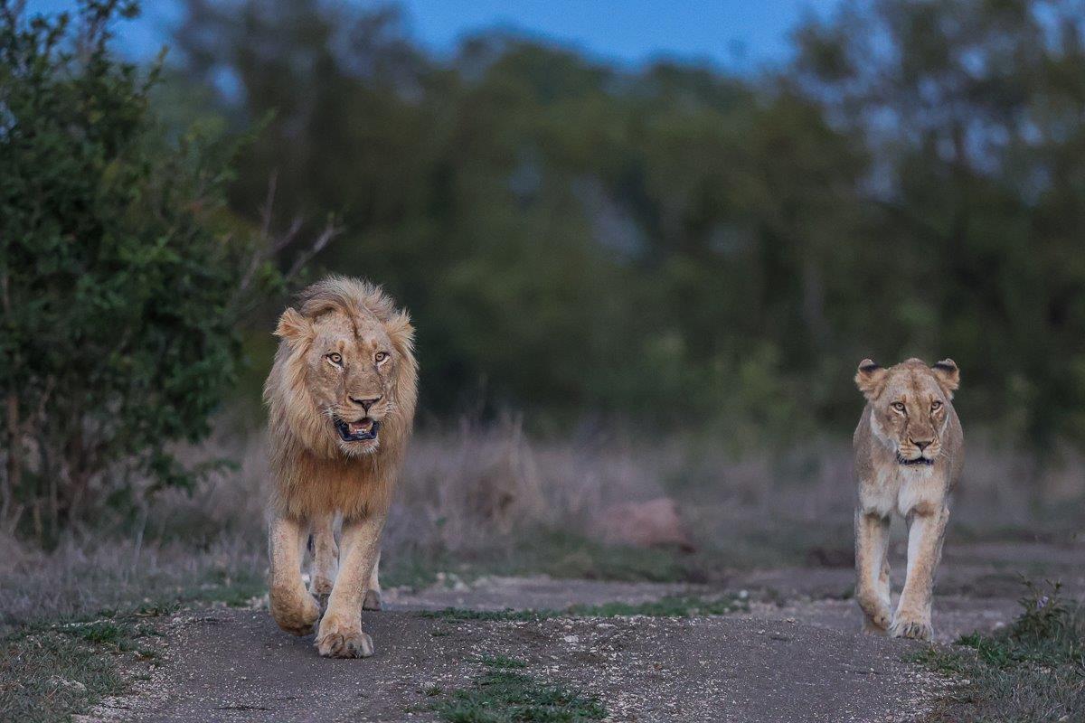 Male and female lions walk side by side. Male and female lions walk side by side.