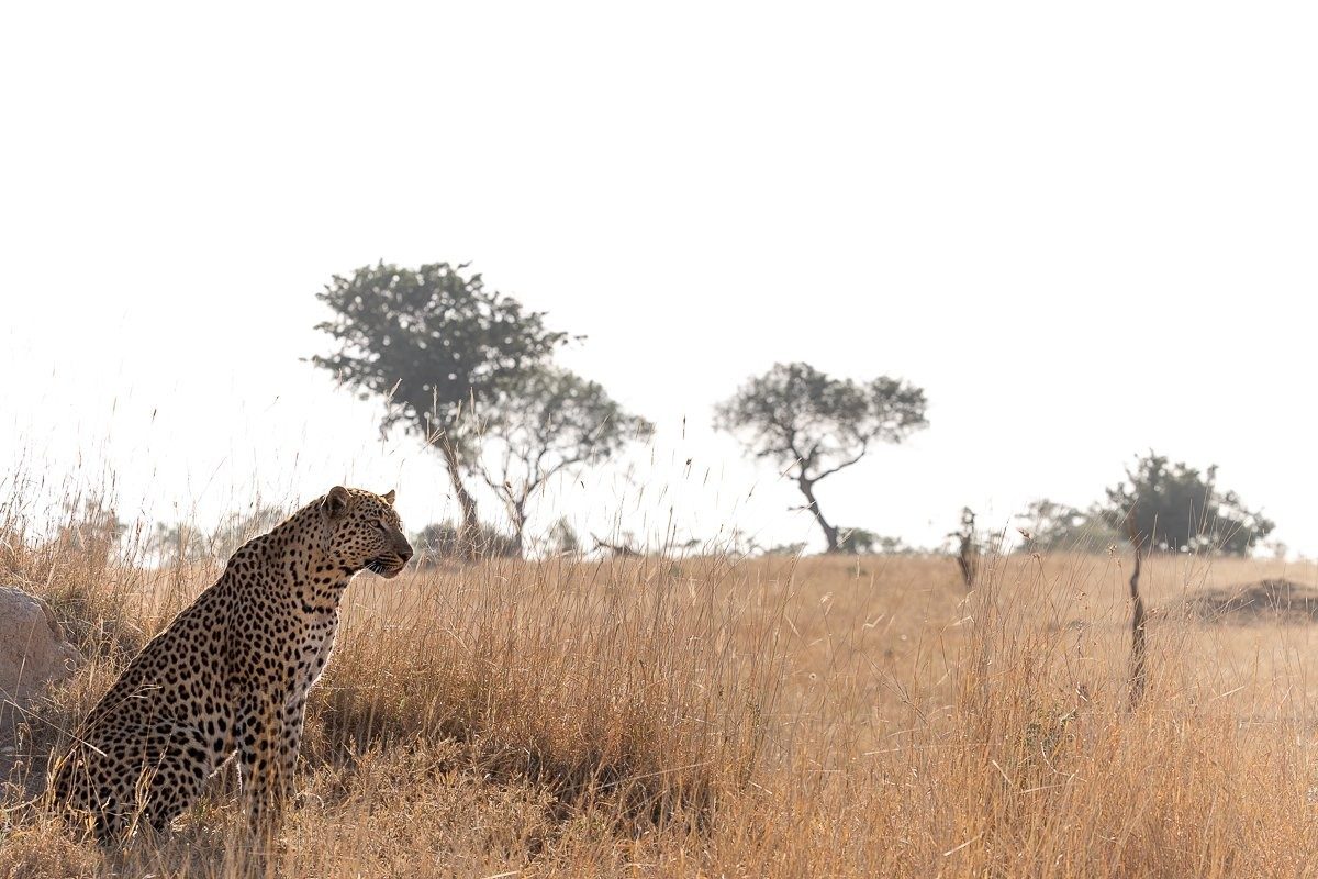 Sabi Sabi Jp Van Rooyen Young Male Leopard Grassland Sabi Sabi Jp Van Rooyen Young Male Leopard Grassland