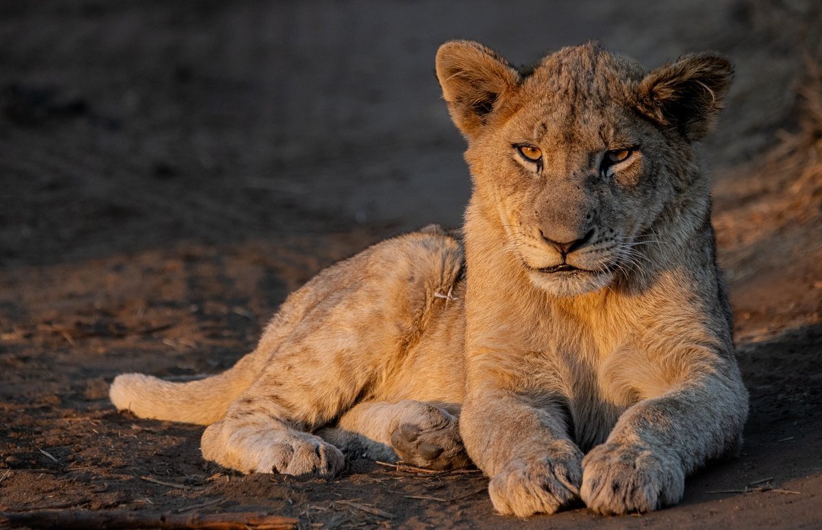 Sabi Sabi Ronald Mutero Msuthlu Sabi Sabi Ronald Mutero Msuthlu