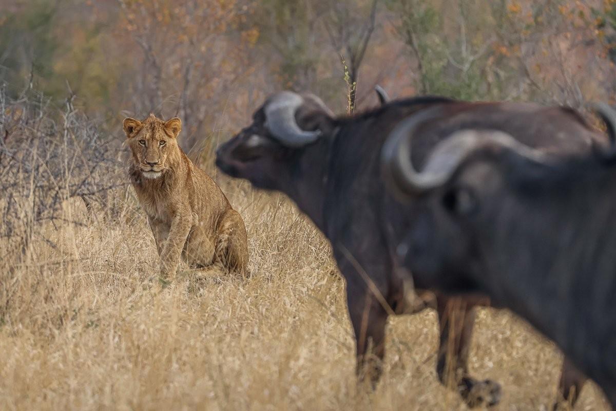 Sabi Sabi Ruan Mey Southern Pride And Buffalo Sabi Sabi Ruan Mey Southern Pride And Buffalo