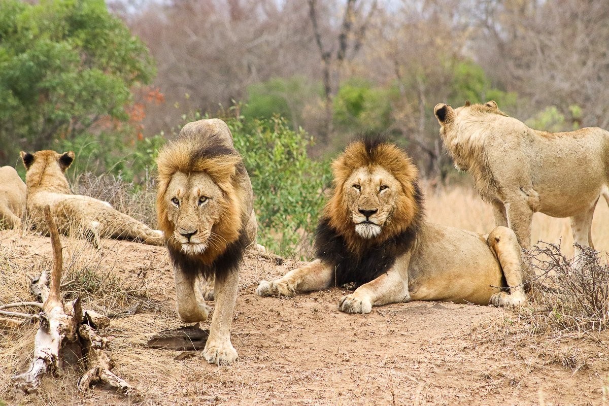 Sabi Sabi Jana Du Plessis Msuthlu Gijima Prides Sabi Sabi Jana Du Plessis Msuthlu Gijima Prides