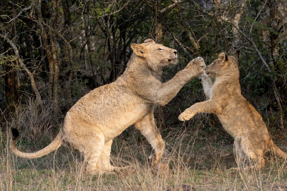 Sabi Sabi Ronald Mutero Styx Lions Play Fight Sabi Sabi Ronald Mutero Styx Lions Play Fight