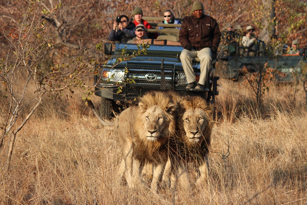 Guests from Sabi Sabi enjoy watching two male lions bond during a sighting on safari in Sabi Sands. 