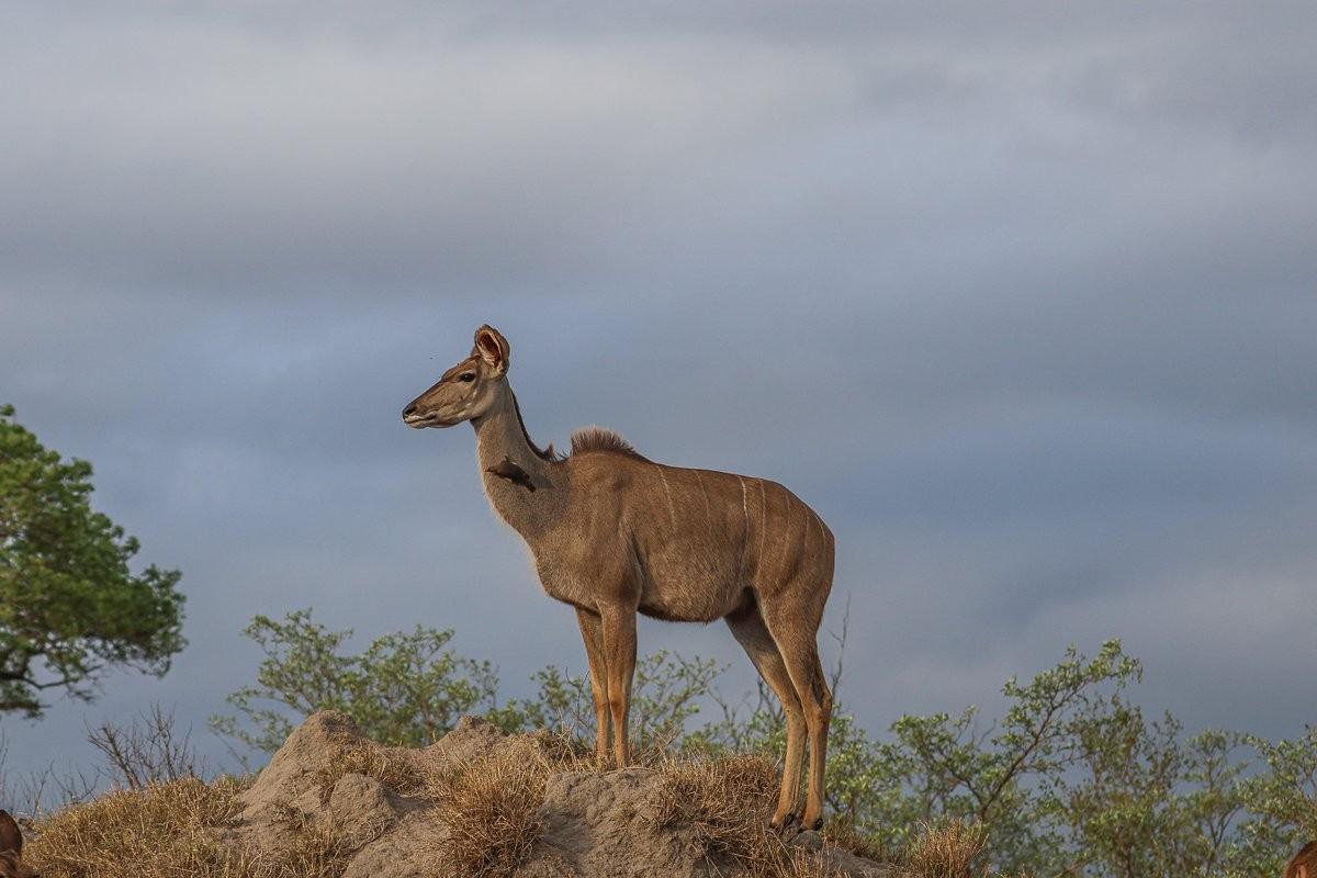 A female kudu in the early evening light. 