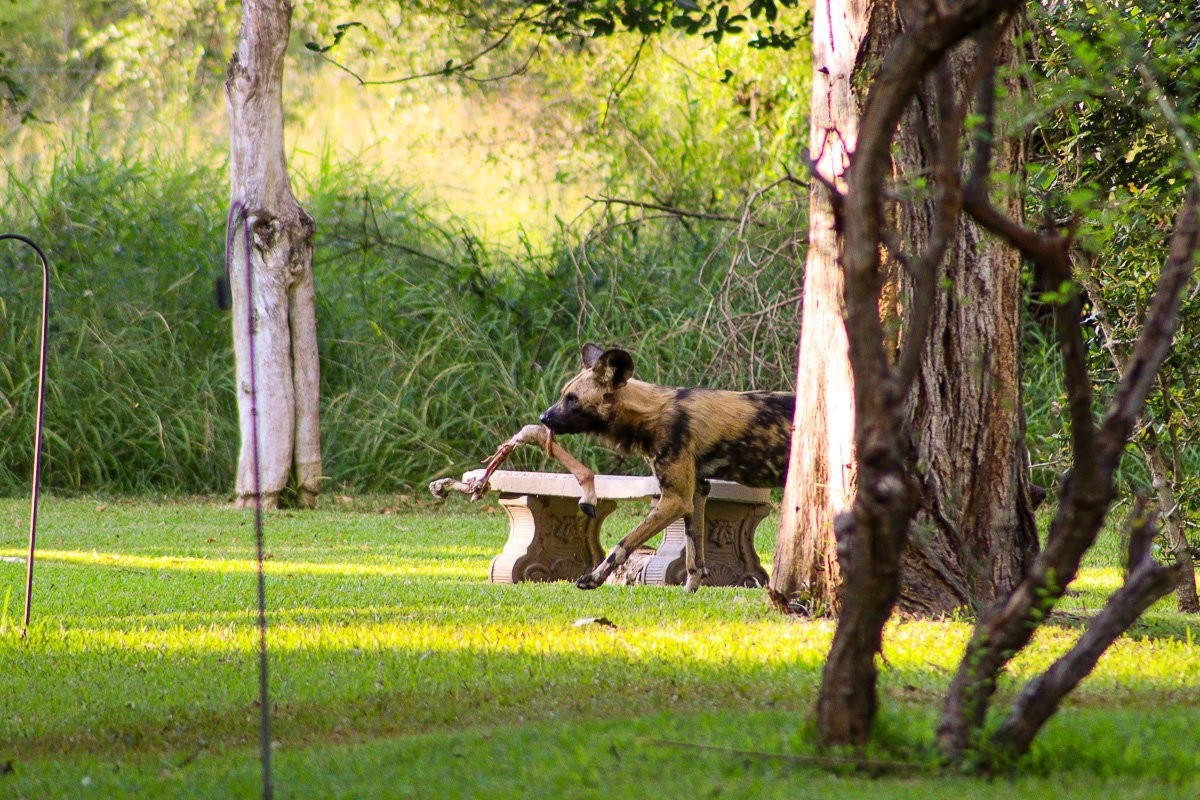 The pack fed for over an hour, before responding to distant calls of more wild dogs