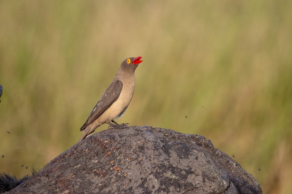 Oxpecker perched on an African buffalo’s shoulder feeding on parasites.