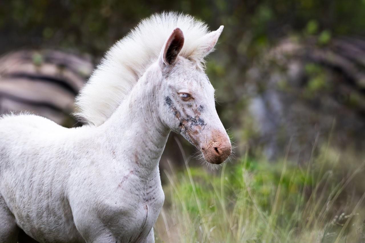 Sabi Sabi Massimo Da Silver White Zebra Leucistic