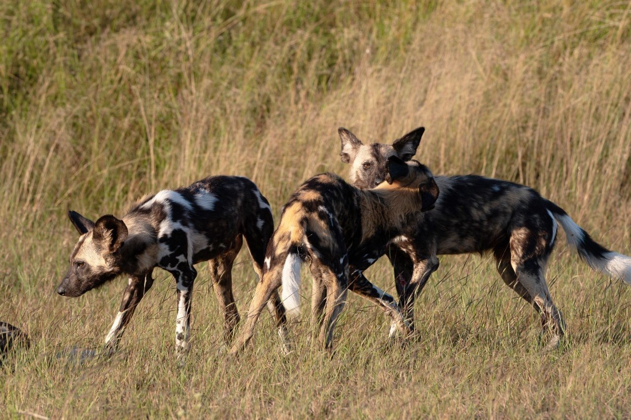 Sabi Sabi Viviane Ladner African Wild Dogs Close Up
