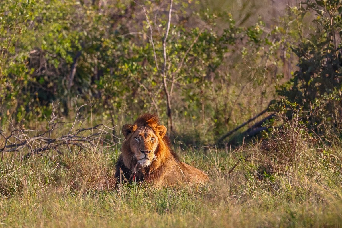 N’waswishaka male lions resting with lionesses from the Msuthlu Pride.