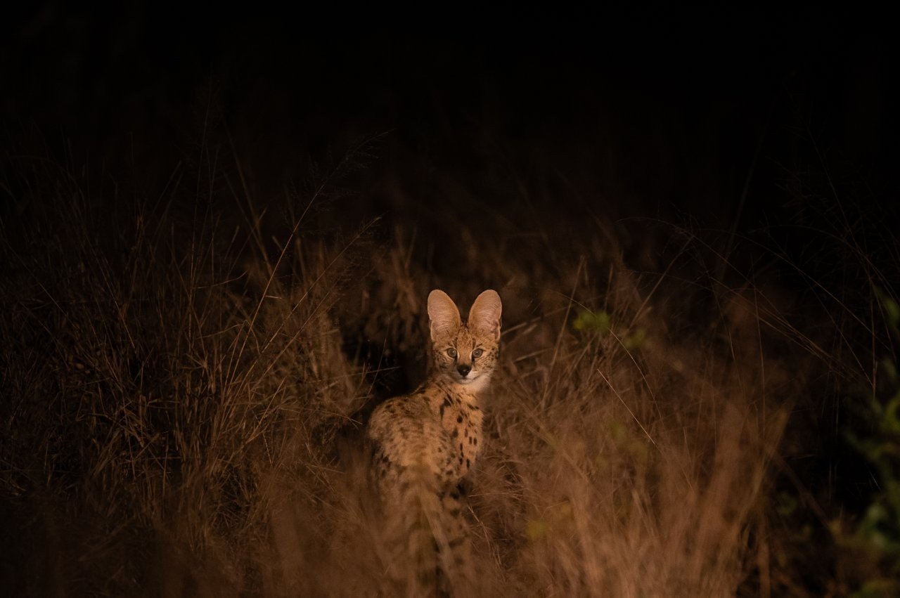 Sabi Sabi Viviane Ladner Serval Hunting In Long Grass