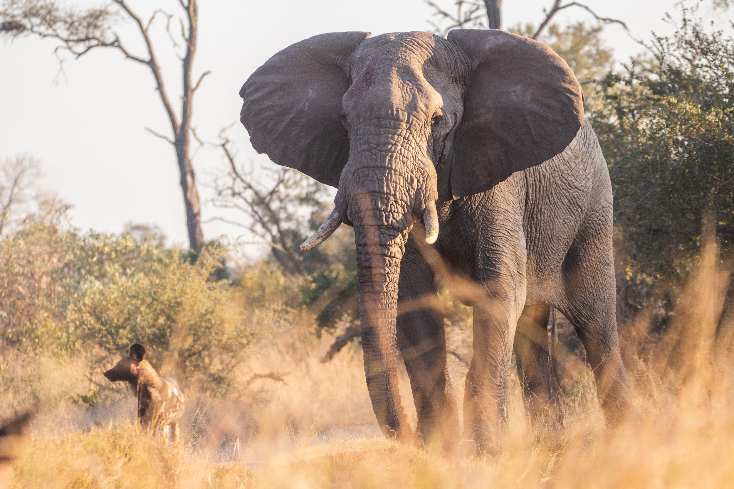 An elephant walks past an African wild dog