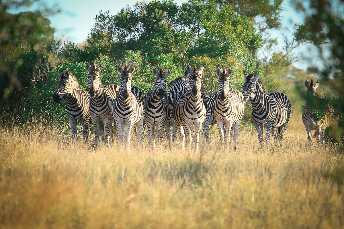 A zeal of zebras standing together