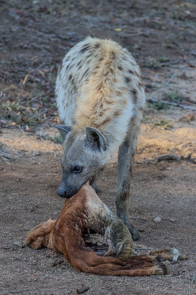 Spotted hyena dragging a carcass.