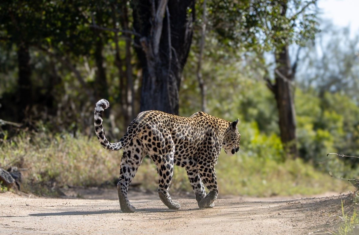 Tengile leopardess searching through dense vegetation for a grey duiker at Sabi Sabi.