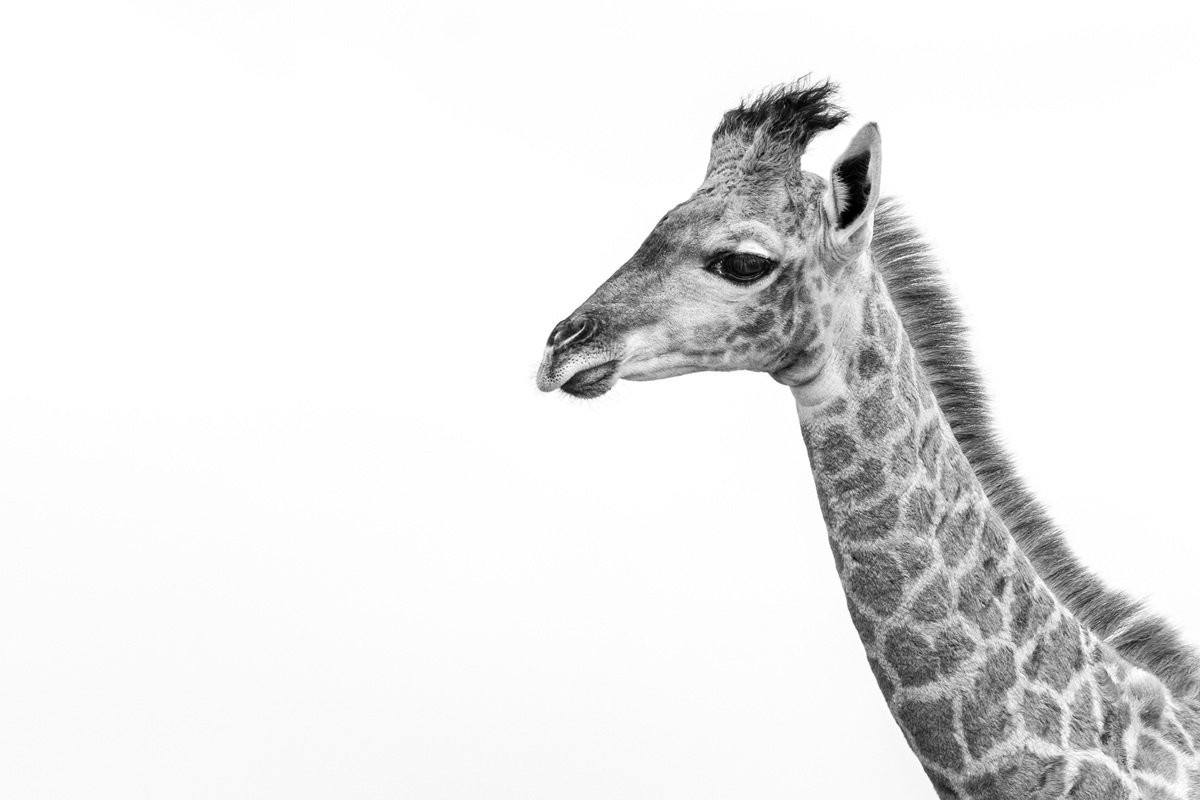 Black and white close up of Newborn giraffe calf