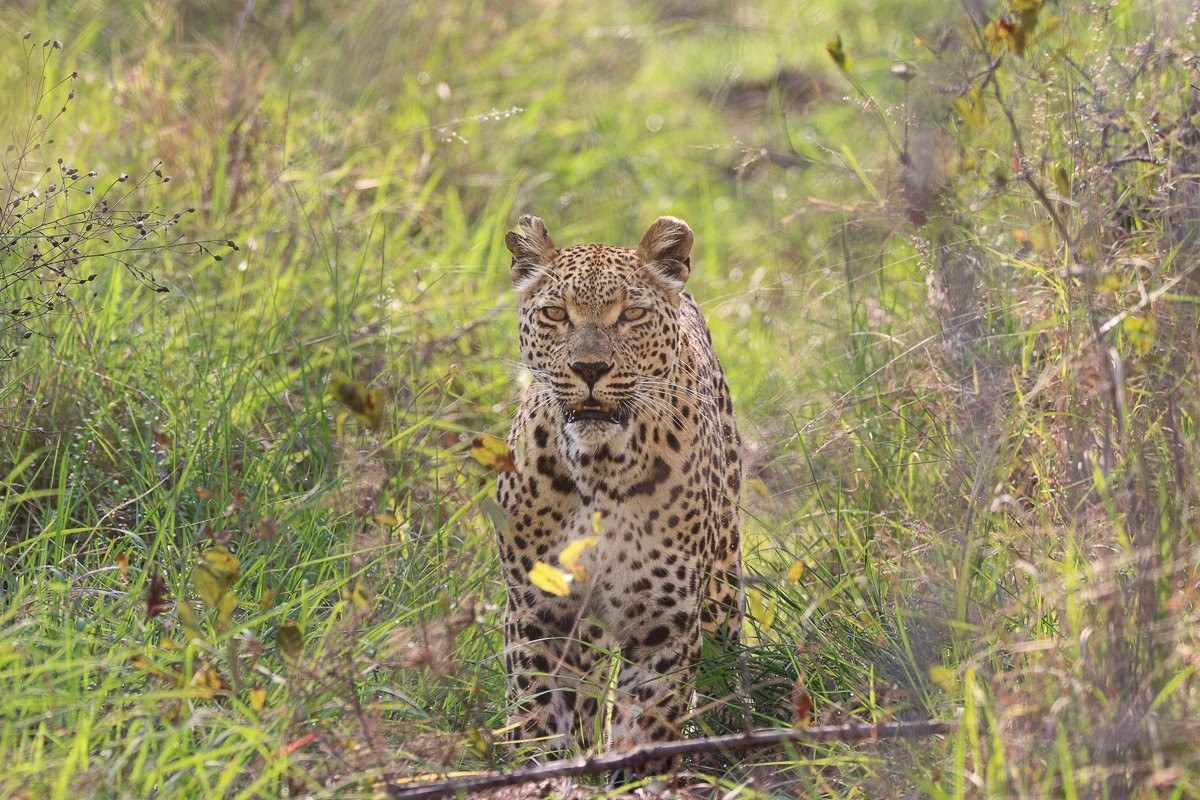 Ntsumi leopardess resting in the shade of a thick drainage line.
