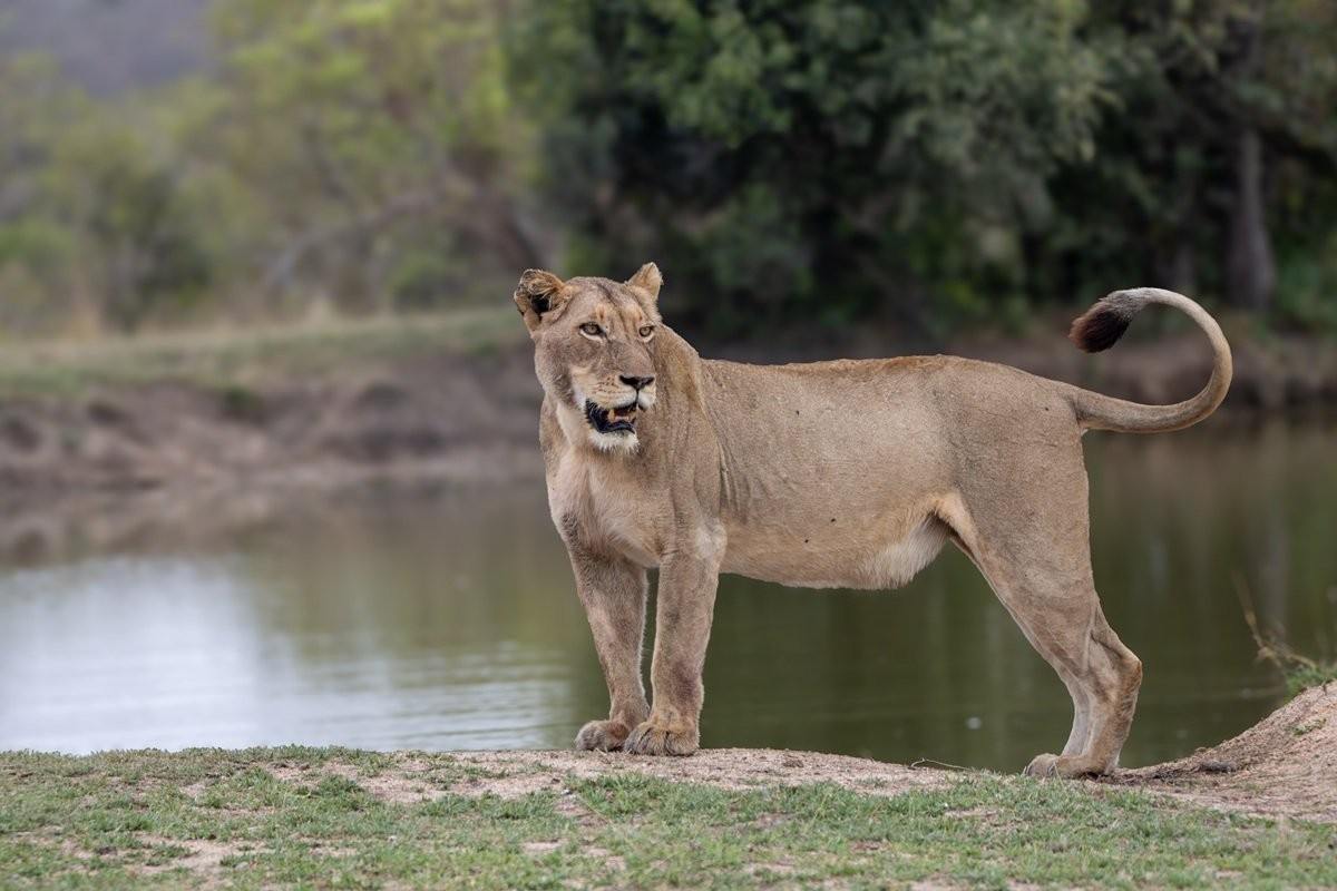 Msuthlu lioness near water resource after a wildebeest kill.