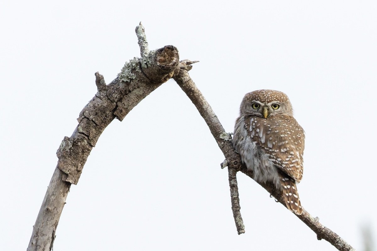 Sabi Sabi Benjamin Loon Pearl Spotted Owlet Perched In Tree