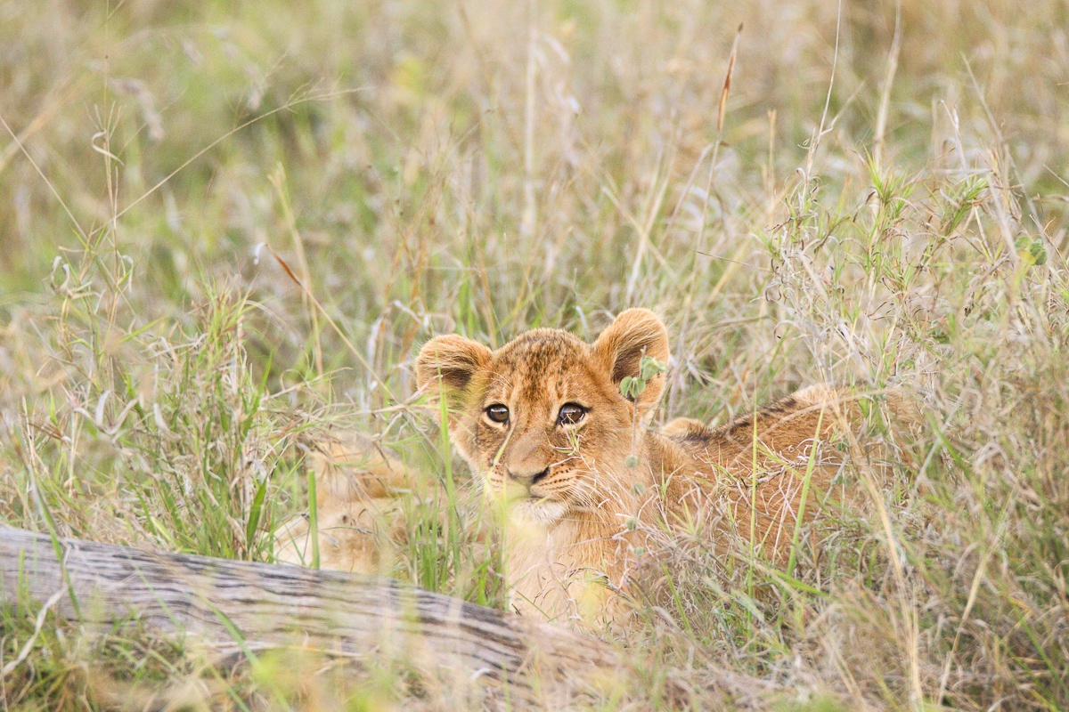 Southern Pride cubs emerging from their concealed space in the bushveld