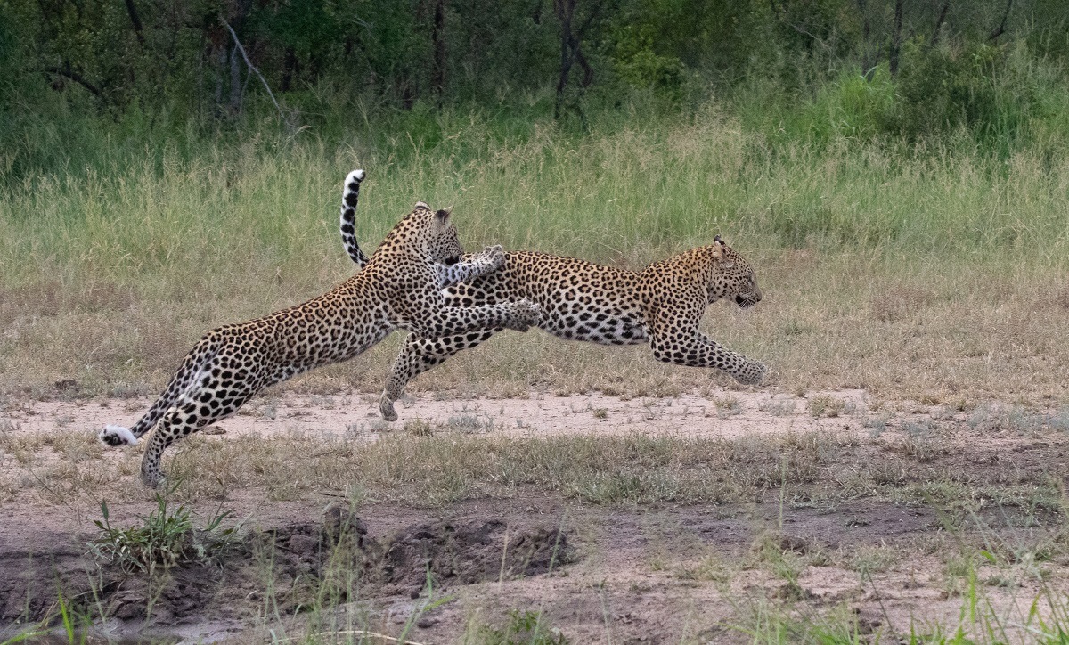 A17Jason Street   Ntsumi Cub   240123   1 Final