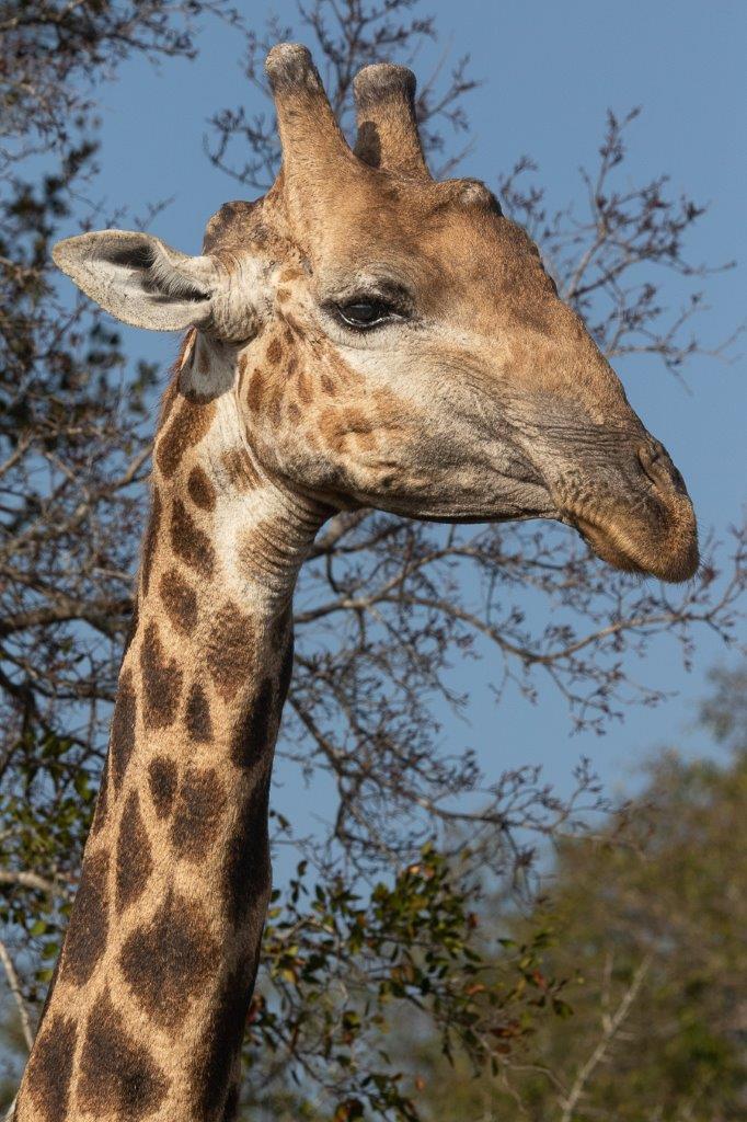 A35Jason Street   Giraffe   030922.