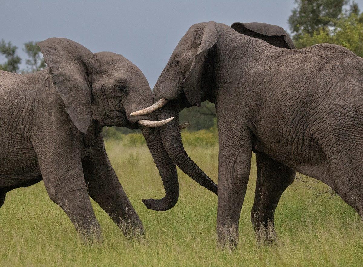 26 Jason Street - Elephant - 060323.jpg 26 Jason Street Elephant 060323