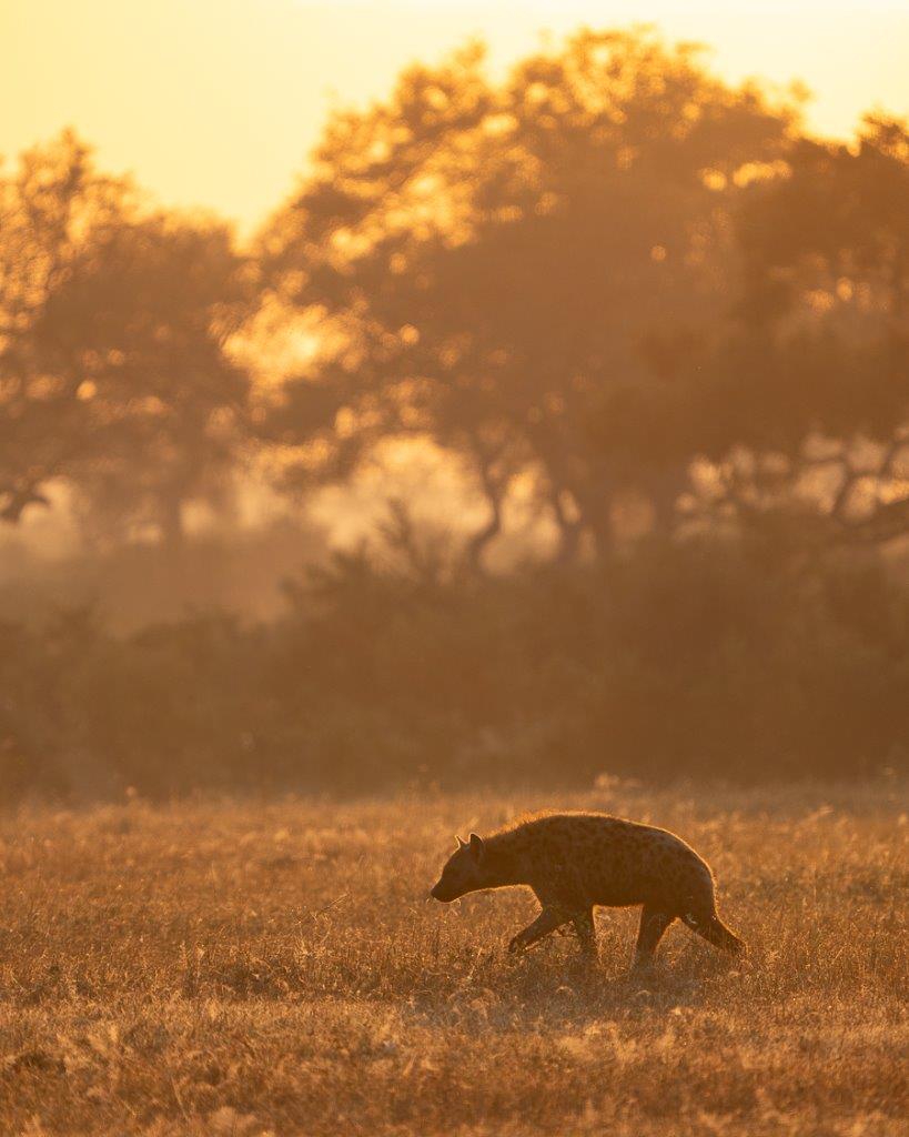 Hyenas have got some of the keenest senses in the animal kingdom and can quite easily determine the direction a scent is coming from.