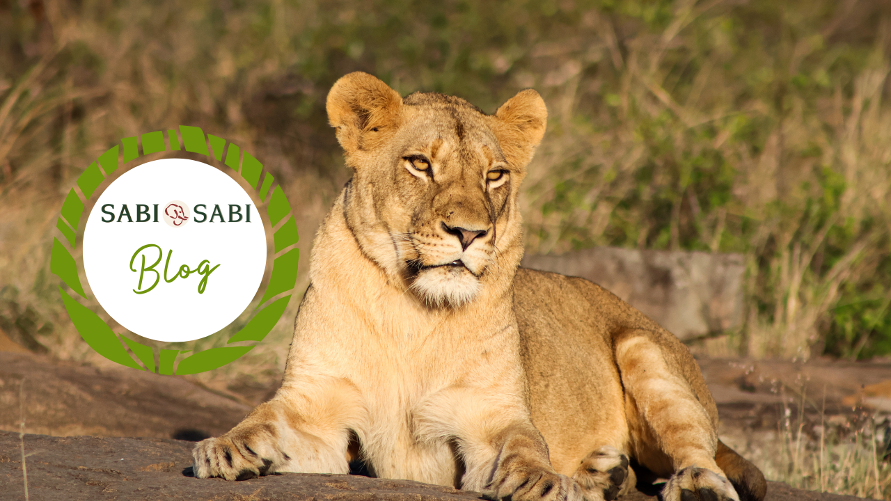 How do all the predators in Africa live together? Sabi Sabi