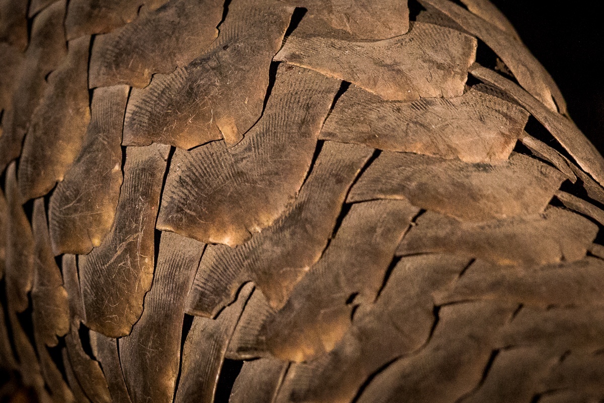 The Pangolin is the most trafficked mammal in the world. The Pangolin is the most trafficked mammal in the world.