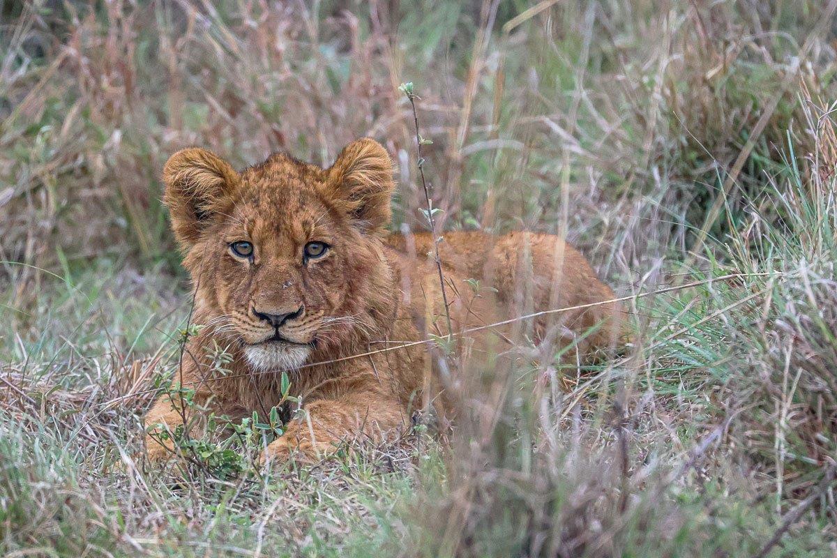 Only seven months old, this cub from the Southern Pride is growing up nicely. Only seven months old, this cub from the Southern Pride is growing up nicely.