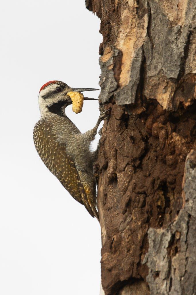 A Bearded Woodpecker has a neat triangular bill for pecking and drilling into wood. A Bearded Woodpecker has a neat triangular bill for pecking and drilling into wood.