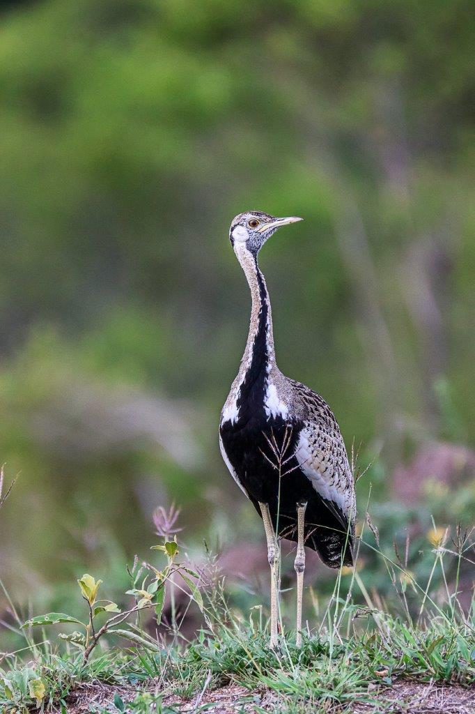 This beautiful Black-bellied Bustard male showed his colours in the late afternoon light.
