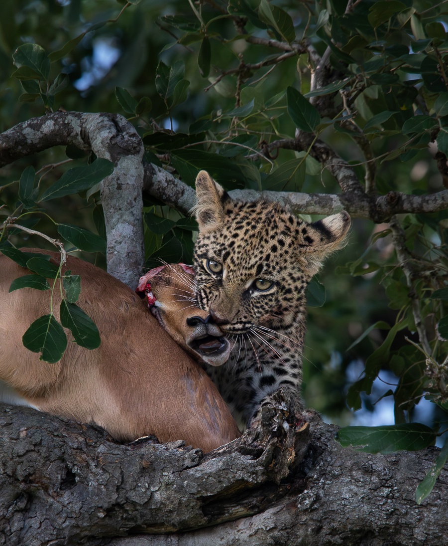 Jason Street Ntsumi Cub Jason Street Ntsumi Cub