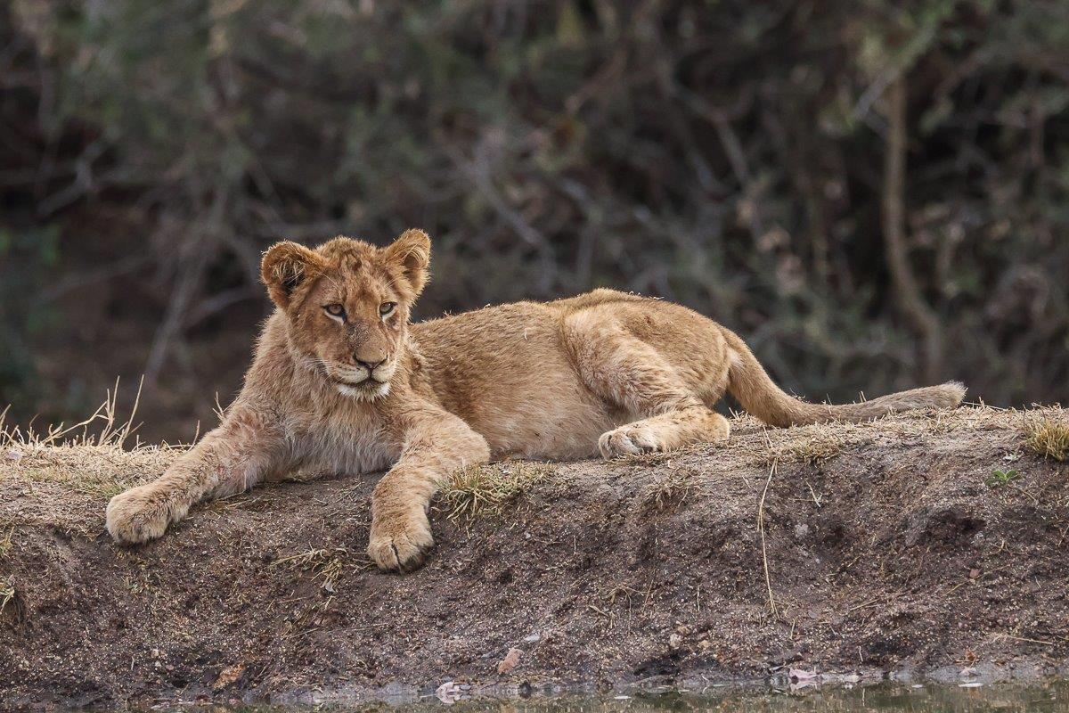 A young cub from the Msuthlu Pride. A young cub from the Msuthlu Pride.