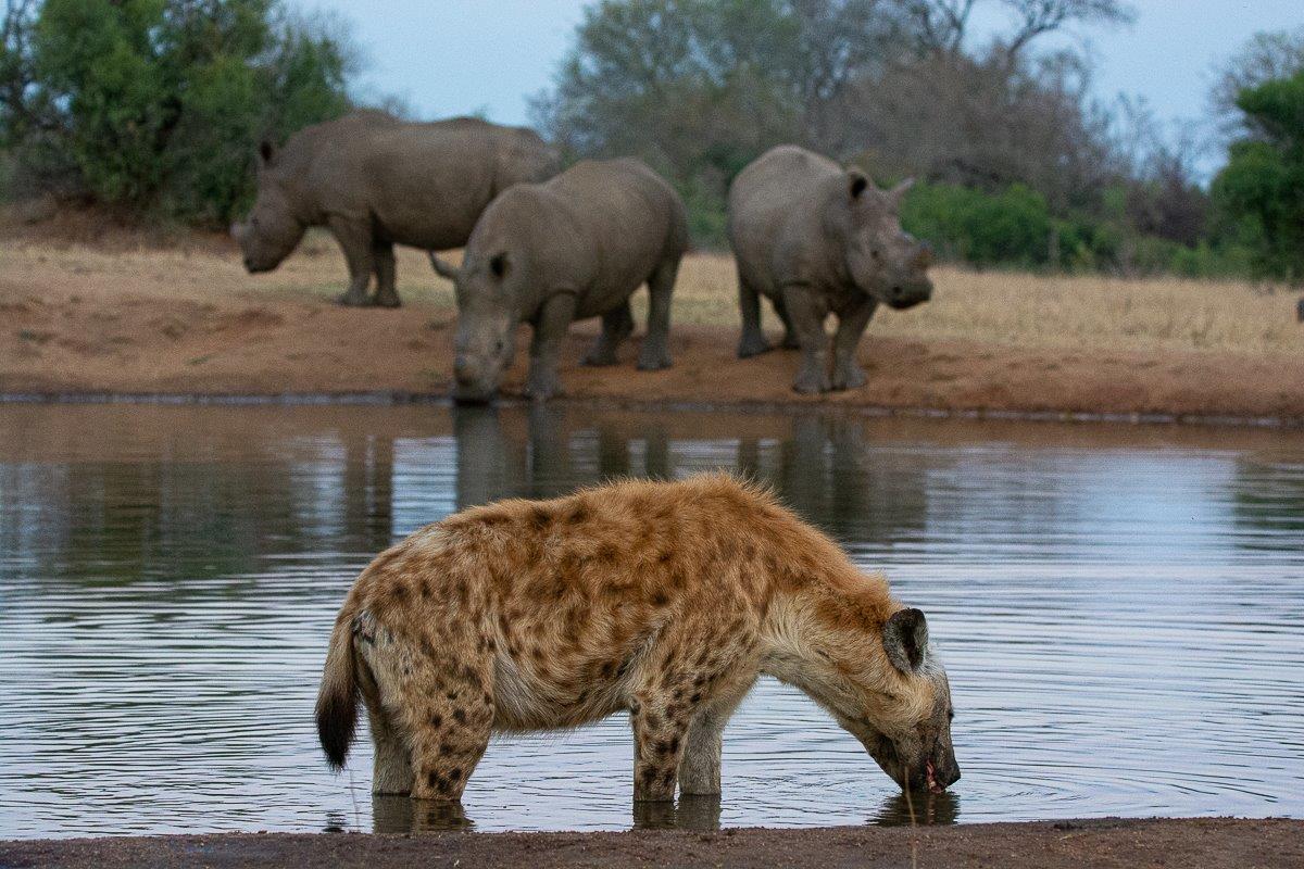 Hyenas cooling off in a waterhole, a common scene in the African bush. Hyenas cooling off in a waterhole, a common scene in the African bush.