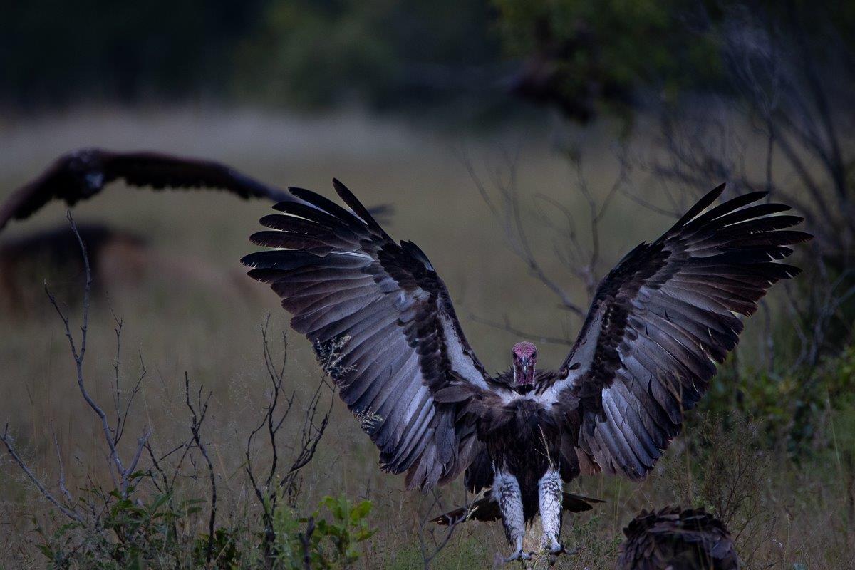 A Lappet-faced vulture landing. A Lappet-faced vulture landing.