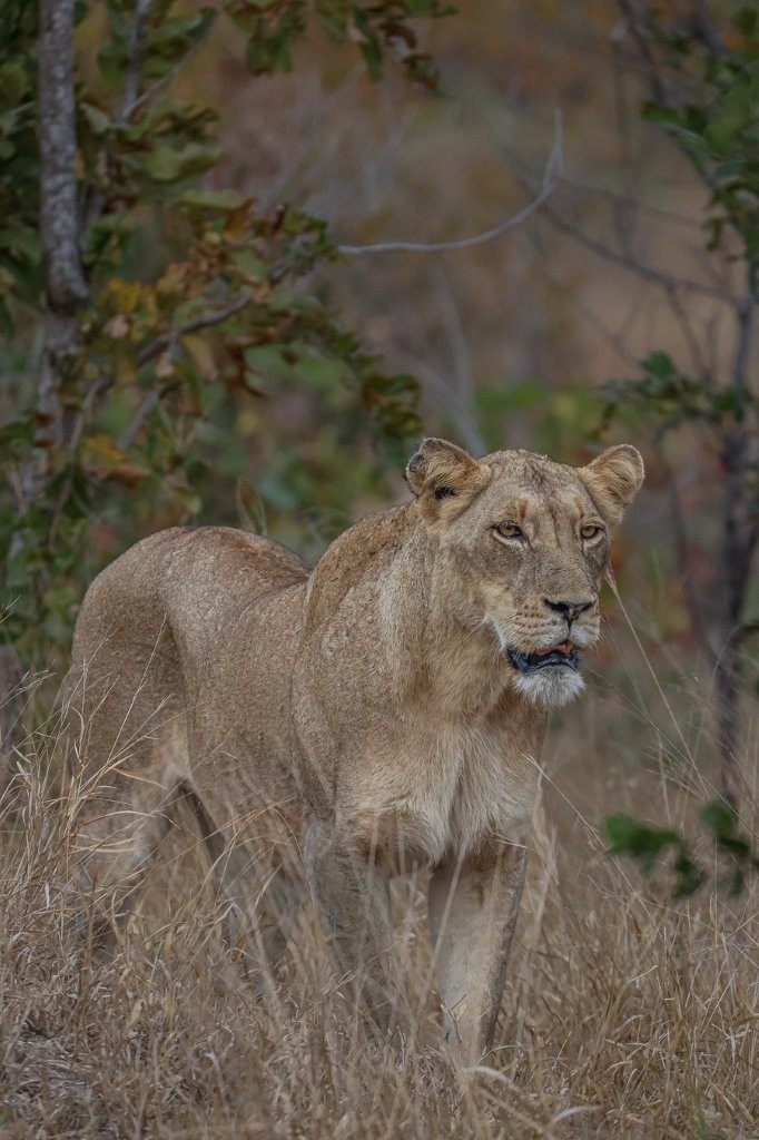 Sabi Sabi Ruan Mey Msuthlu Lion Adult Sabi Sabi Ruan Mey Msuthlu Lion Adult