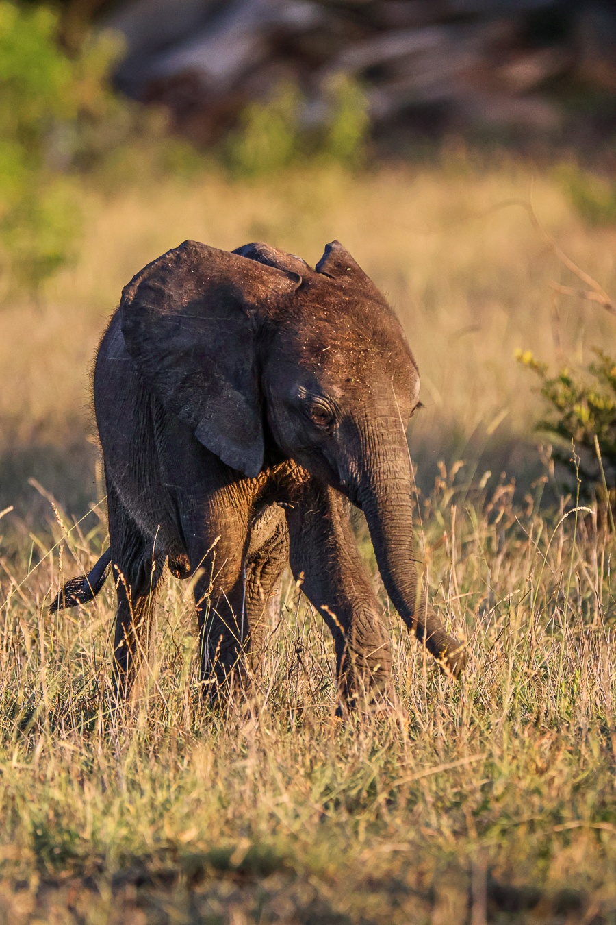 An elephant calf spotted near Sabi Sabi. An elephant calf spotted near Sabi Sabi.