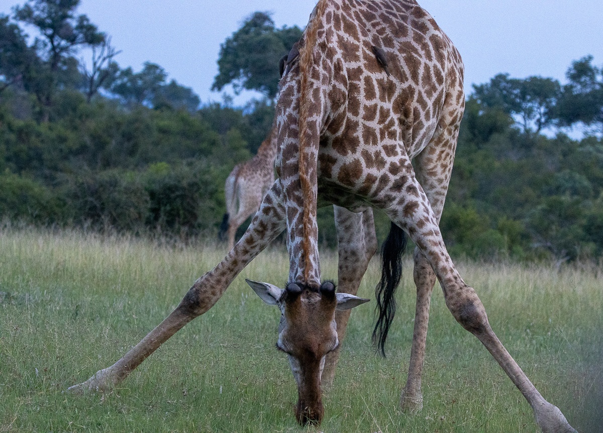 Intriguing behaviour: A giraffe grazing on grass like a typical ground-feeding herbivore Intriguing behaviour: A giraffe grazing on grass like a typical ground-feeding herbivore
