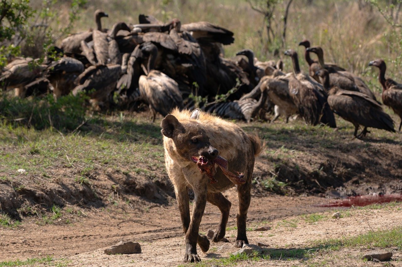A group of vultures feeds eagerly on a zebra carcass in open grassland.