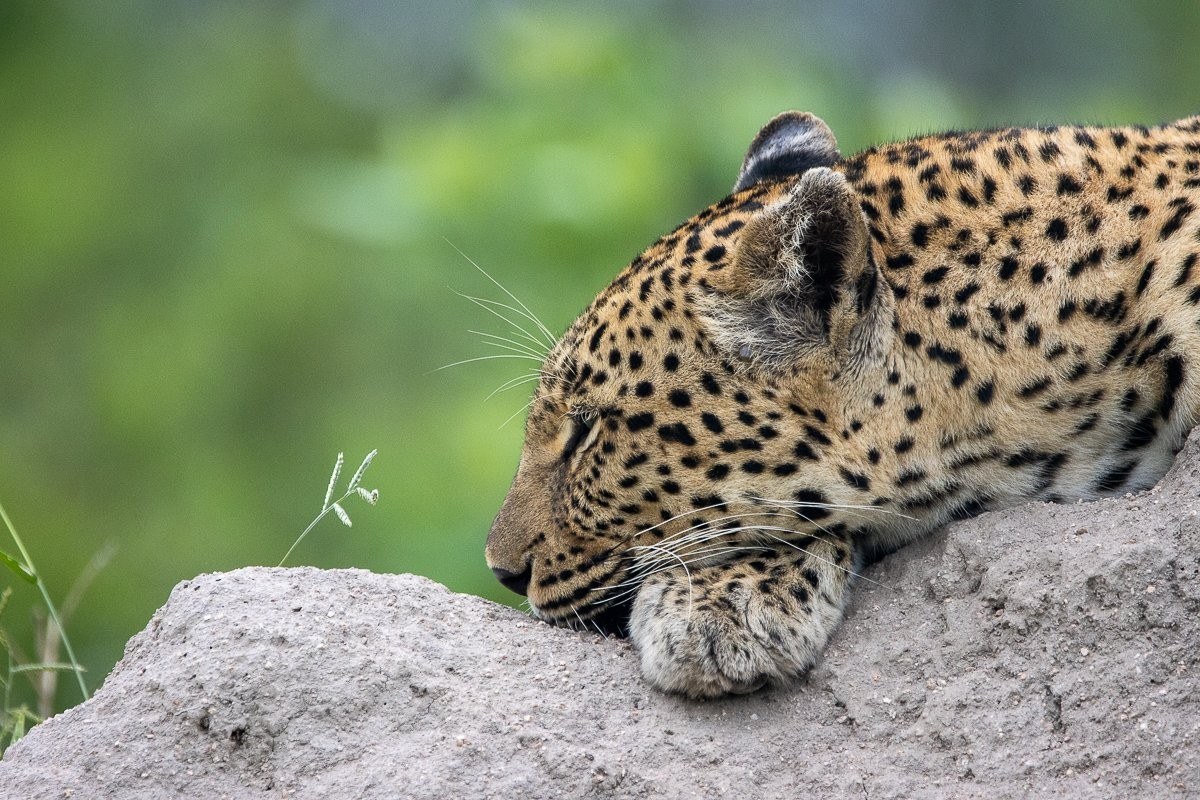 Sabi Sabi Ronald Mutero Golonyi Relaxes