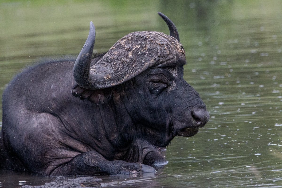 Sabi Sabi Ronald Mutero Buffalo In Water