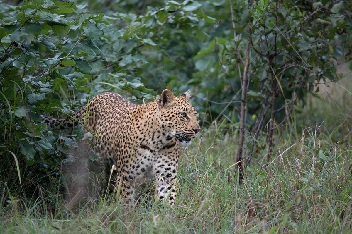 Leopard watching a herd of impalas from a concealed position