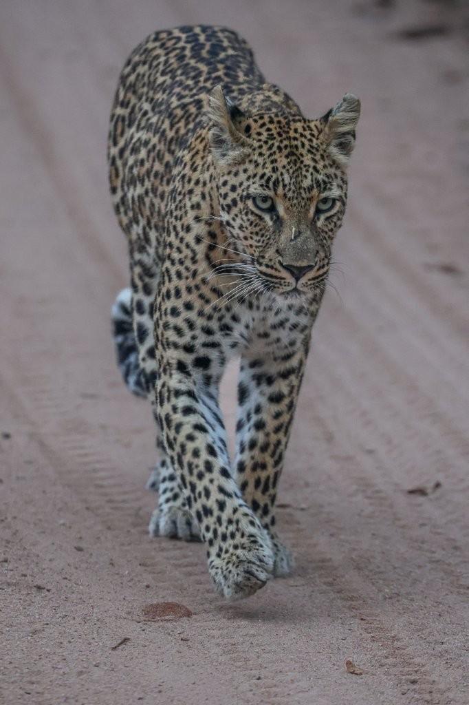 Sabi Sabi Ruan Mey Golonyi Leopard Scent Marking Road