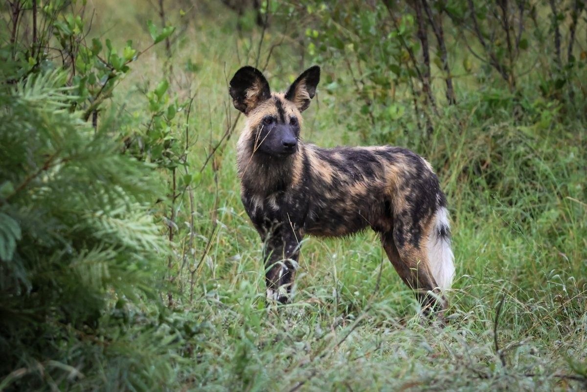 Sabi Sabi Jan Nel Wild Dogs