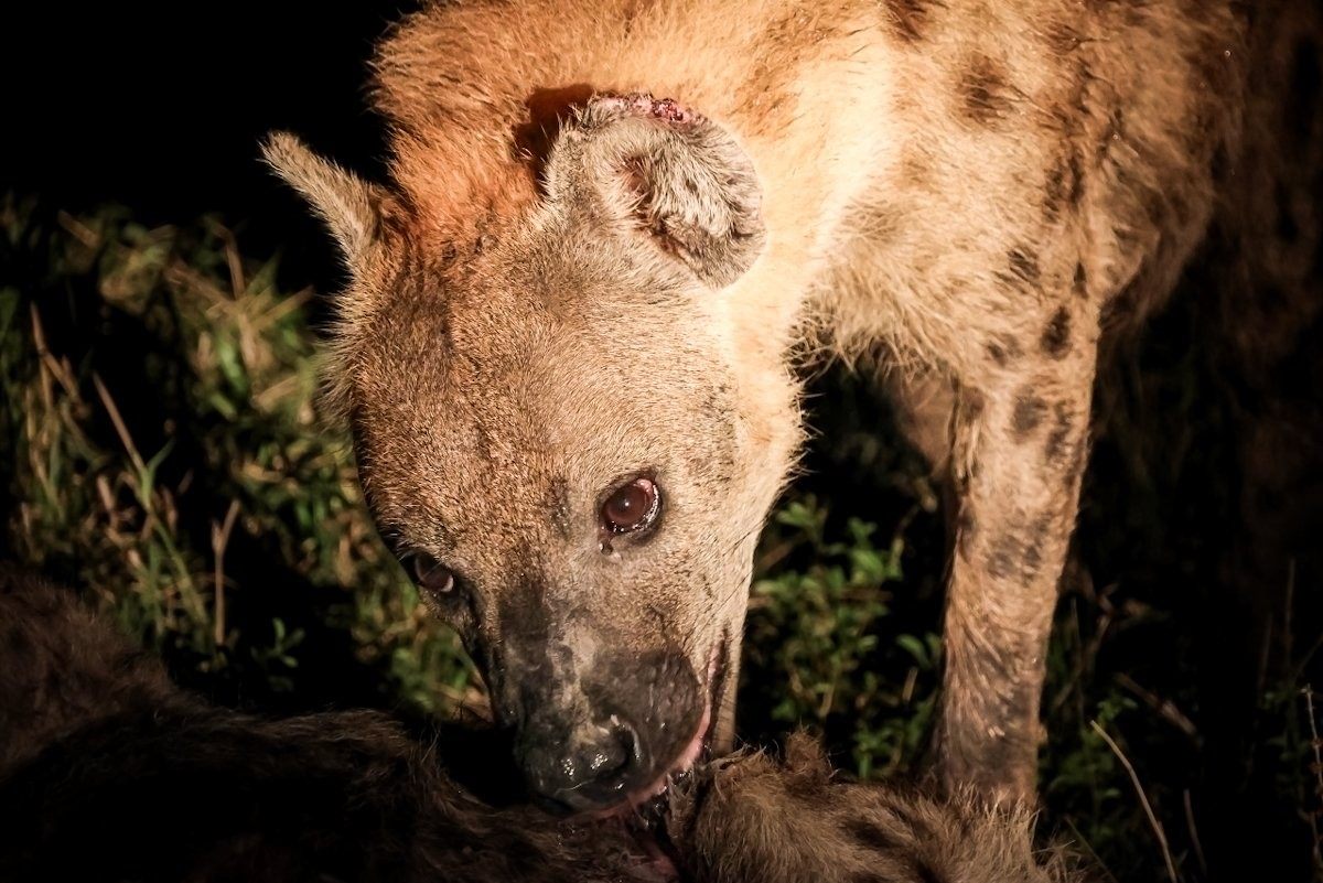 Spotted hyena feeding on carcass of another hyena.