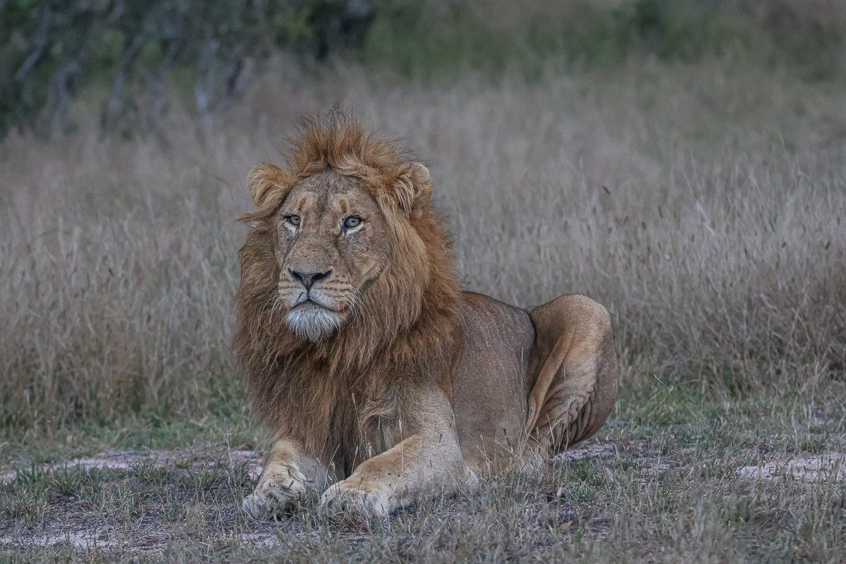 N’waswishaka male lion and Southern Pride lionesses stalking buffalo herd